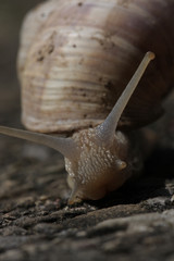 Snail close-up