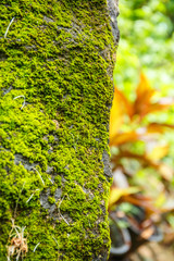moss covered rock background and texture