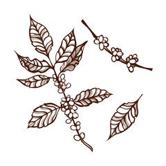 The coffee plant. Branch with leaves and coffee beans. Hand drawn. 