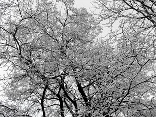 Tree branches and stems in snow. Winter black and white texture