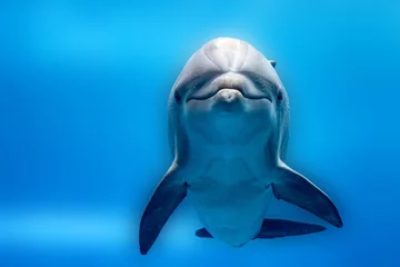 Photo sur Aluminium Dauphin Détail du portrait en gros plan des dauphins tout en vous regardant