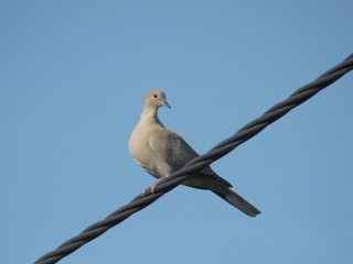 Eurasian collared dove , collored dove, Eurasian collared-dove (Streptopelia decaocto)