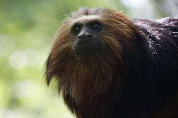 Portrait of a lion monkey