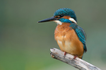 Eisvogel am Gartenteich