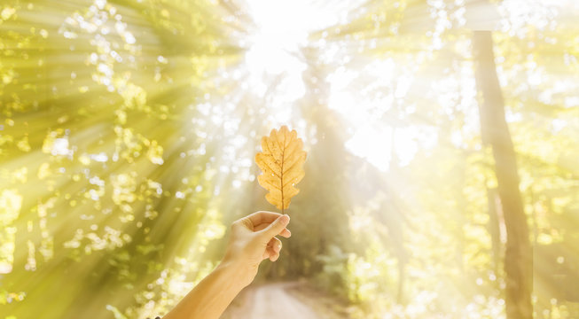 Hand h&auml;lt Blatt im Herbst Wald