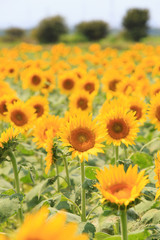 ひまわり -夏の風景-