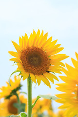 ひまわり -夏の風景-