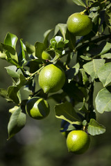 ripening fruits lemon tree close up shot