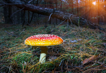 fly agaric mushroom in forest