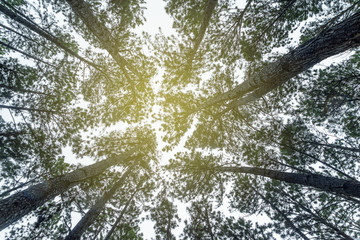 Bo kaeo pine tree garden, Chiang Mai, Thailand