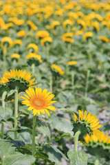 ひまわり -夏の風景-