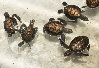 Keuken foto achterwand Schildpad Baby sea turtles