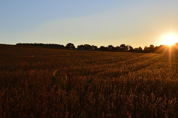 Feld in der Morgensonne