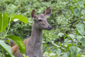 Deer in the bush