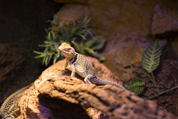 Fototapeta premium live wild reptiles lizards shot close-up in nature
