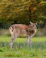 Female Fallow Deer cleaning herself with beautiful Autumn foliage in the background.