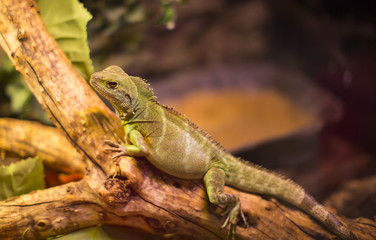live wild reptiles lizards shot close-up in nature