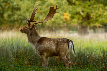 Naklejka na ściany i meble Large Fallow Stag Deer in tall grass field.
