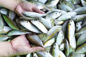 hand showing fresh fish in fish market