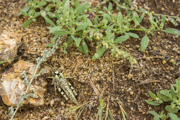 grasshopper on the white background