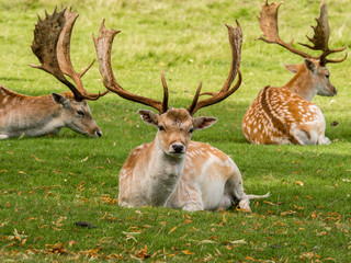 Fallow deer stags resting in summer sunshine, Tatton Park, Knutsford, Cheshire