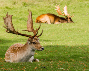 Fallow deer stags resting in summer sunshine, Tatton Park, Knutsford, Cheshire