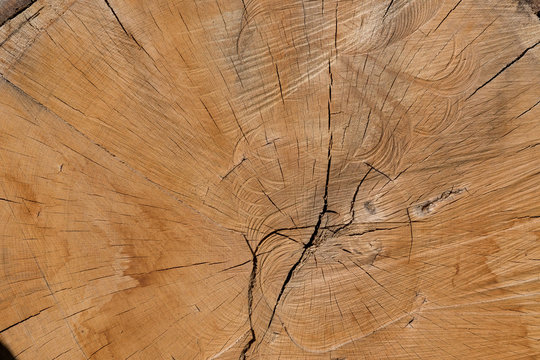 Bois Matière Arbre Noble Matière Texture Coupe Tronc Forêt 