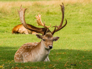 Fallow deer stags resting in summer sunshine, Tatton Park, Knutsford, Cheshire