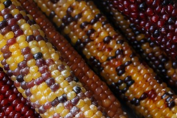 Ornamental corn still life