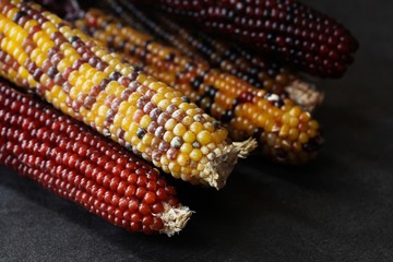 Ornamental corn still life