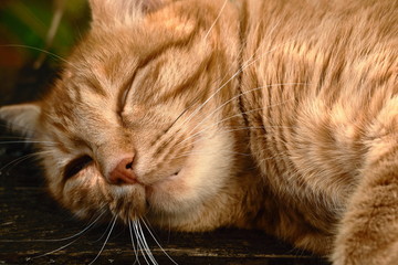rote europäische Hauskatze versucht zu schlafen