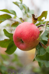 Reifer roter Bio-Apfel am Zweig hängend