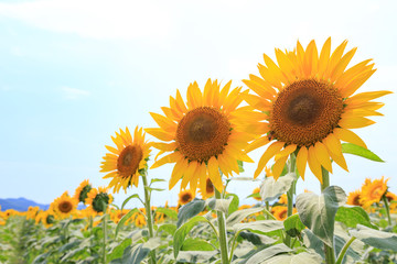 Obraz premium ひまわり -夏の風景-