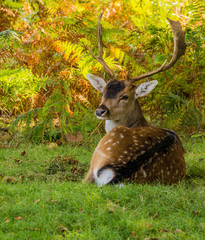 Fallow deer stags resting in Autumn sunshine at the start of the rutting season, Dunham Massey, Altrincham, Cheshire