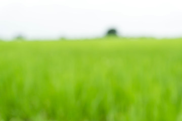 Obraz premium cornfield blurred background / Blurred nature background / green and white background from tree in sun light.