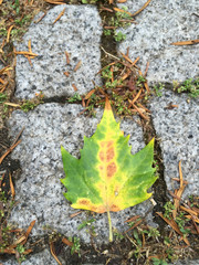 Dry leaf lying on the ground in autumn