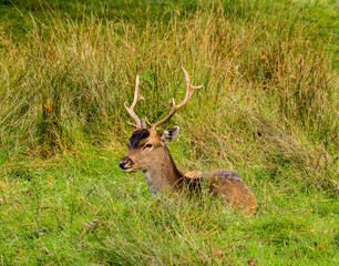 Fallow deer stags resting in Autumn sunshine at the start of the rutting season, Dunham Massey, Altrincham, Cheshire