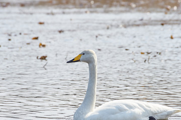 Obraz premium オオハクチョウ