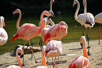 Flamingos