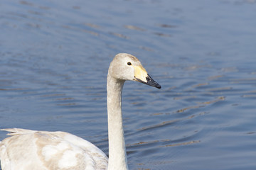 オオハクチョウ　幼鳥