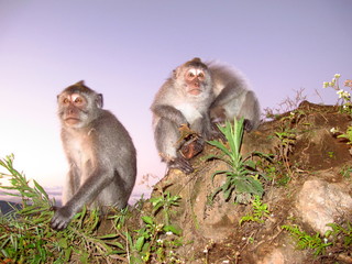 Bali Volcano Mount Batur Trek