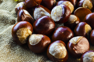 many chestnut closeup