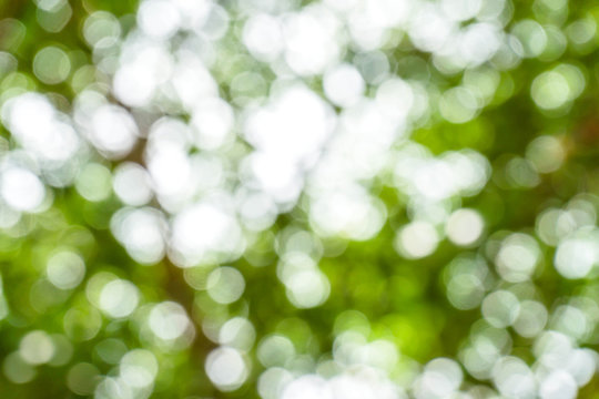 green from tree / blurred tree and bokeh tree / Blurred nature background / green and white background from tree in sun light.