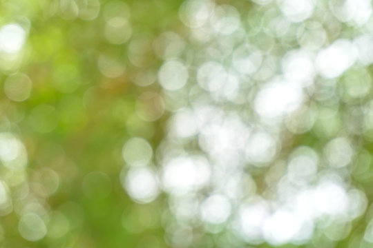 green from tree / blurred tree and bokeh tree / Blurred nature background / green and white background from tree in sun light.