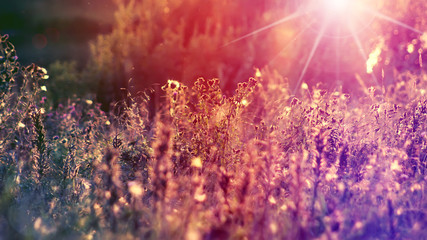 Summer background, landscape at sunset, grass in backlight, blurred image with the effect of motion, shallow depth field