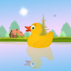 Obraz na płótnie Canvas duck in the lake in summer