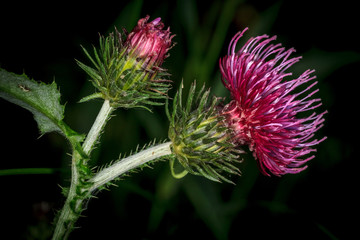 Цветок расторопши крупным планом