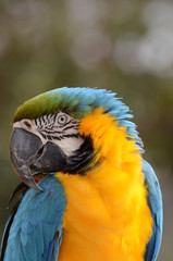 ルリコンゴウインコ