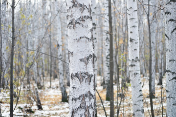 Obraz premium birch forest