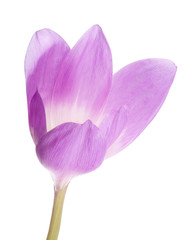 large lilac crocus bloom on white